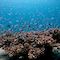 Damselfish